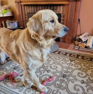 Meet your Posher, Donna